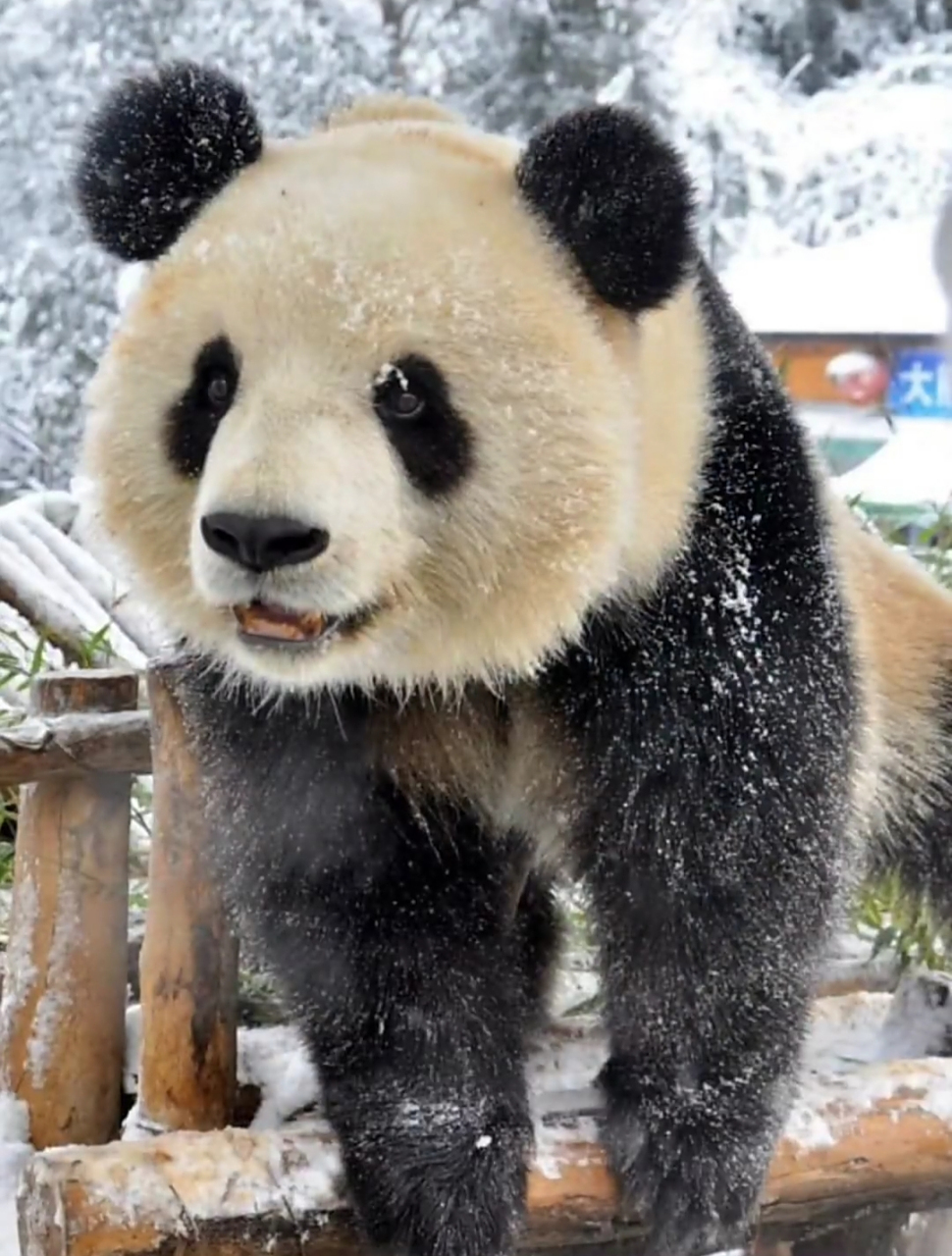 熊猫界的美人,思嘉,微笑公主,长了一张国泰民安的脸,真的很漂亮.