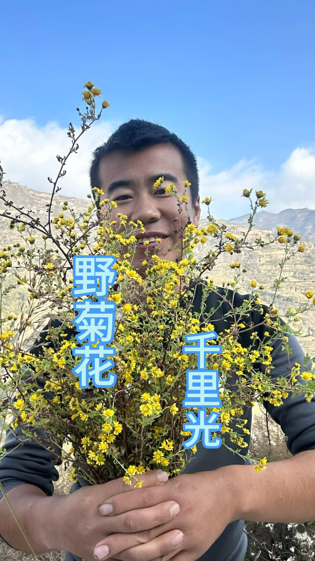 野菊花 #千里光#欢迎来到我的世界