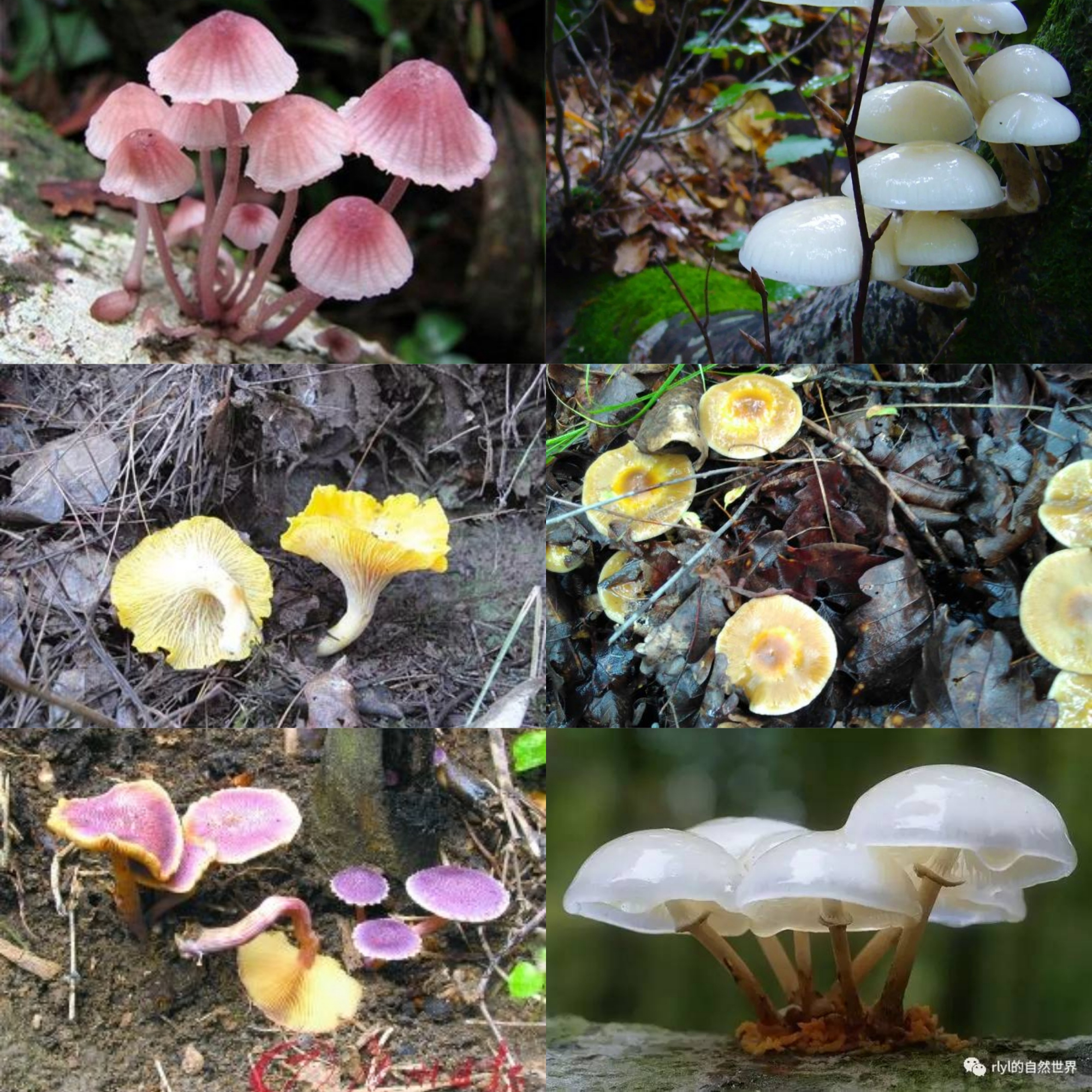 毒蘑菇都是漂亮的吗?野外哪些才是毒蘑菇不能吃呢?