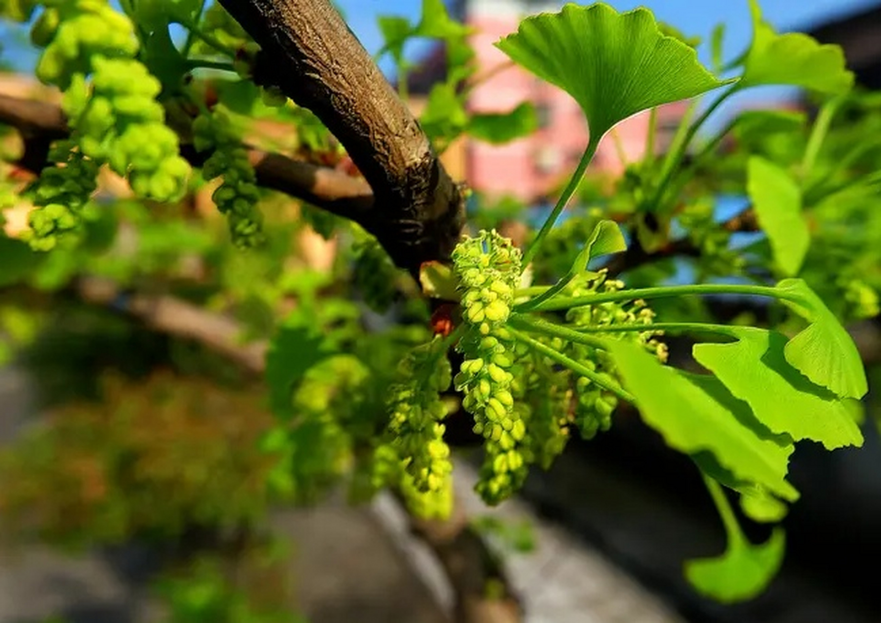 到了秋天,树叶会逐渐变黄,  最终变成金黄色和橘黄色,非常耀眼.