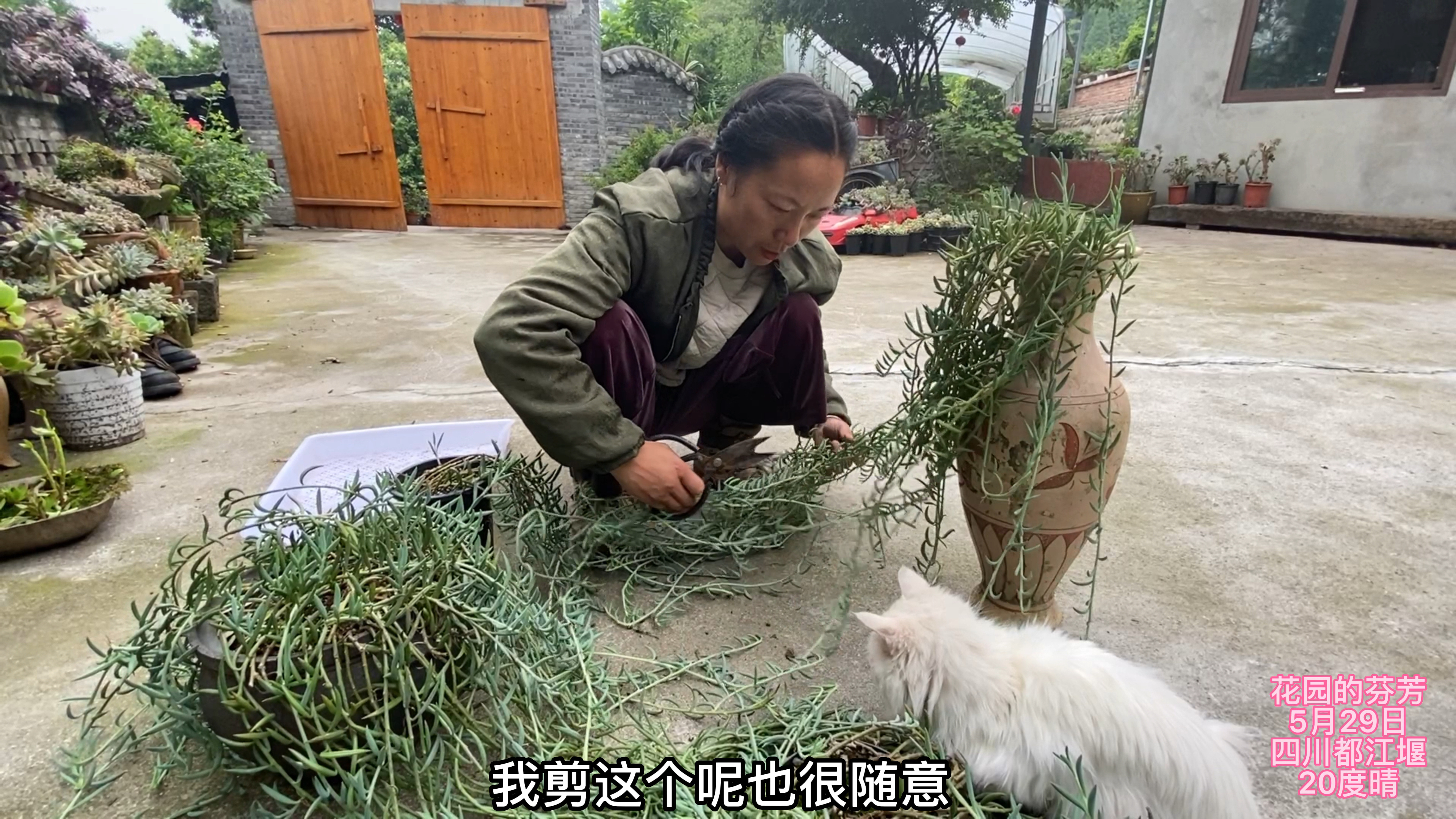海豚长到80厘米,小马变身多肉托尼老师,又完美植发2盆