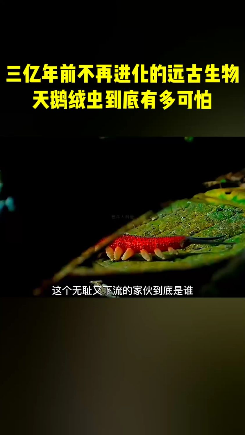 三亿年前不再进化的远古生物,天鹅绒虫到底有多可怕?