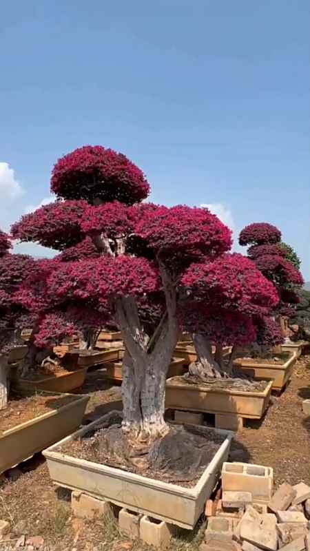 红花继木造型树四季不落叶红红火火适合庭院别墅农家小院栽植-度小视