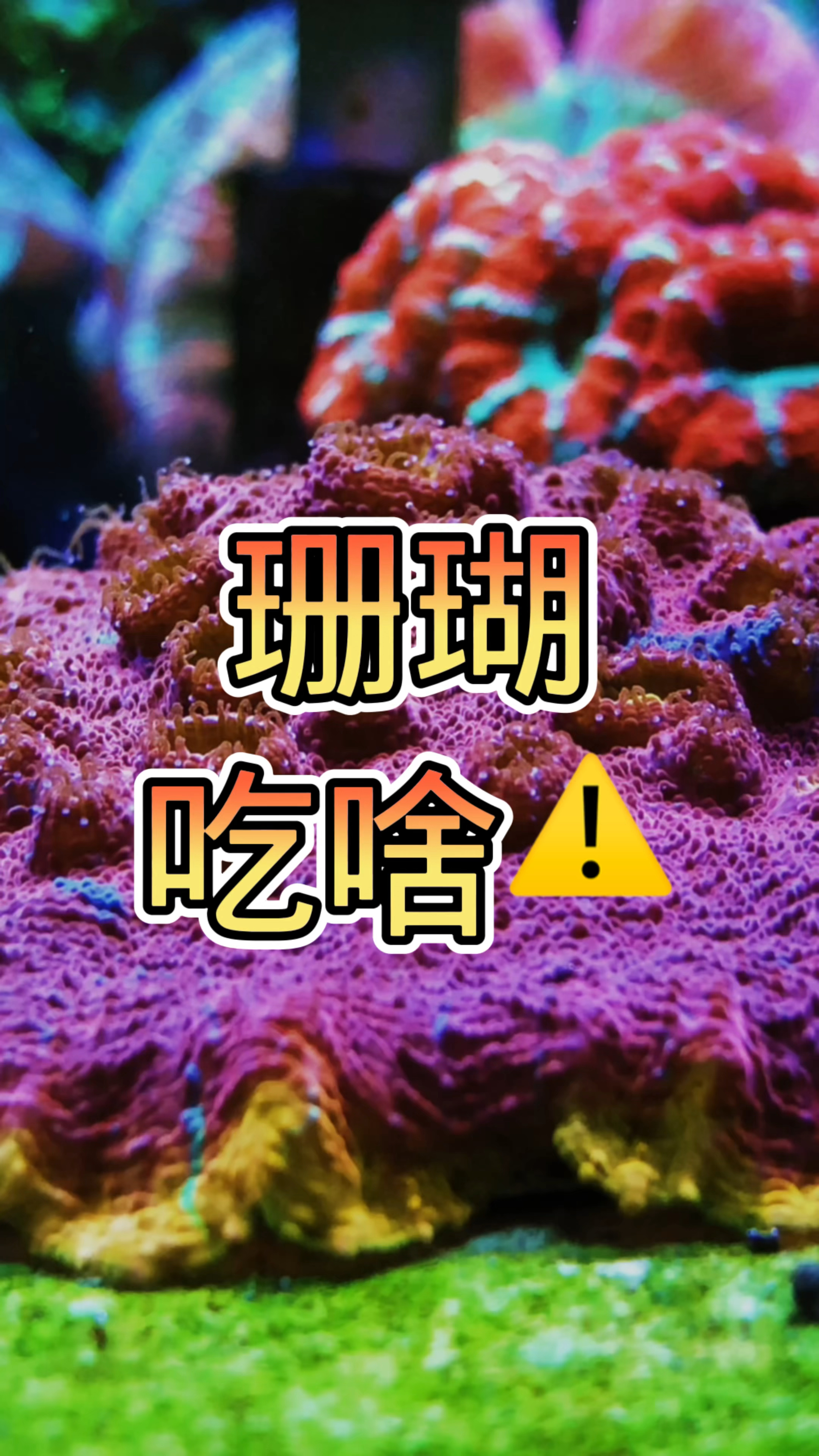 珊瑚吃啥 #海缸 #海水鱼