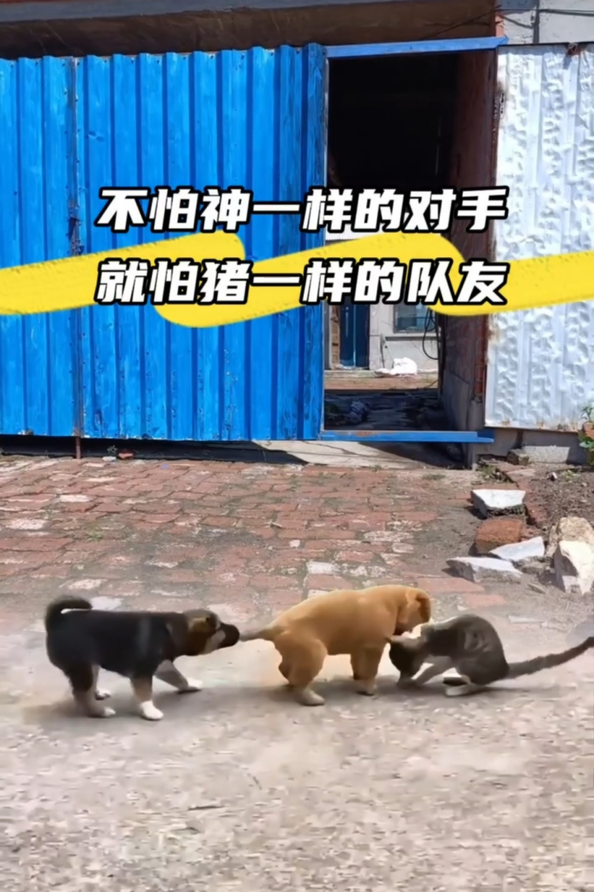 不怕神一样的对手,就怕猪一样的队友.