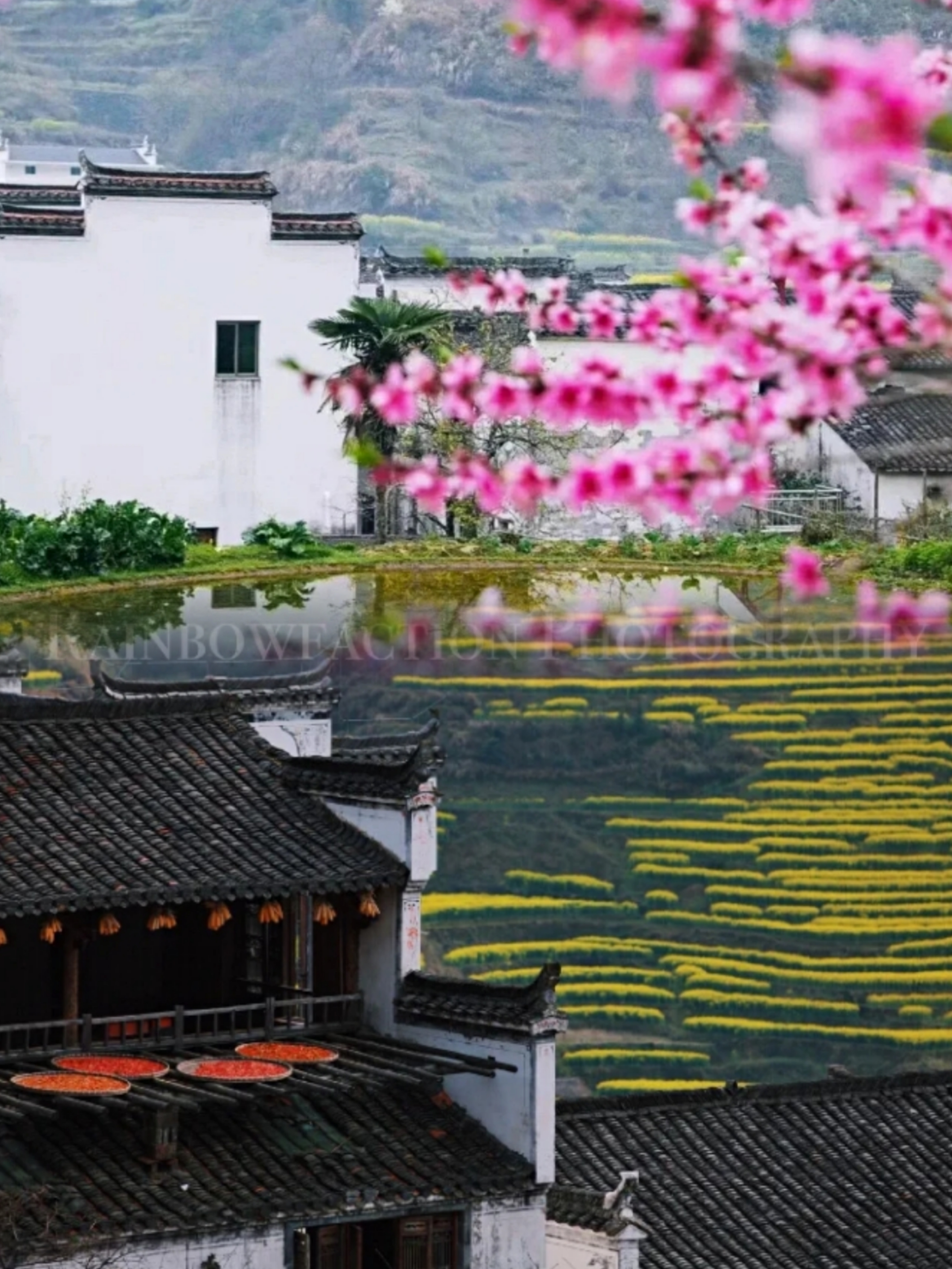 再忙也要捕捉春天|婺源油菜花田