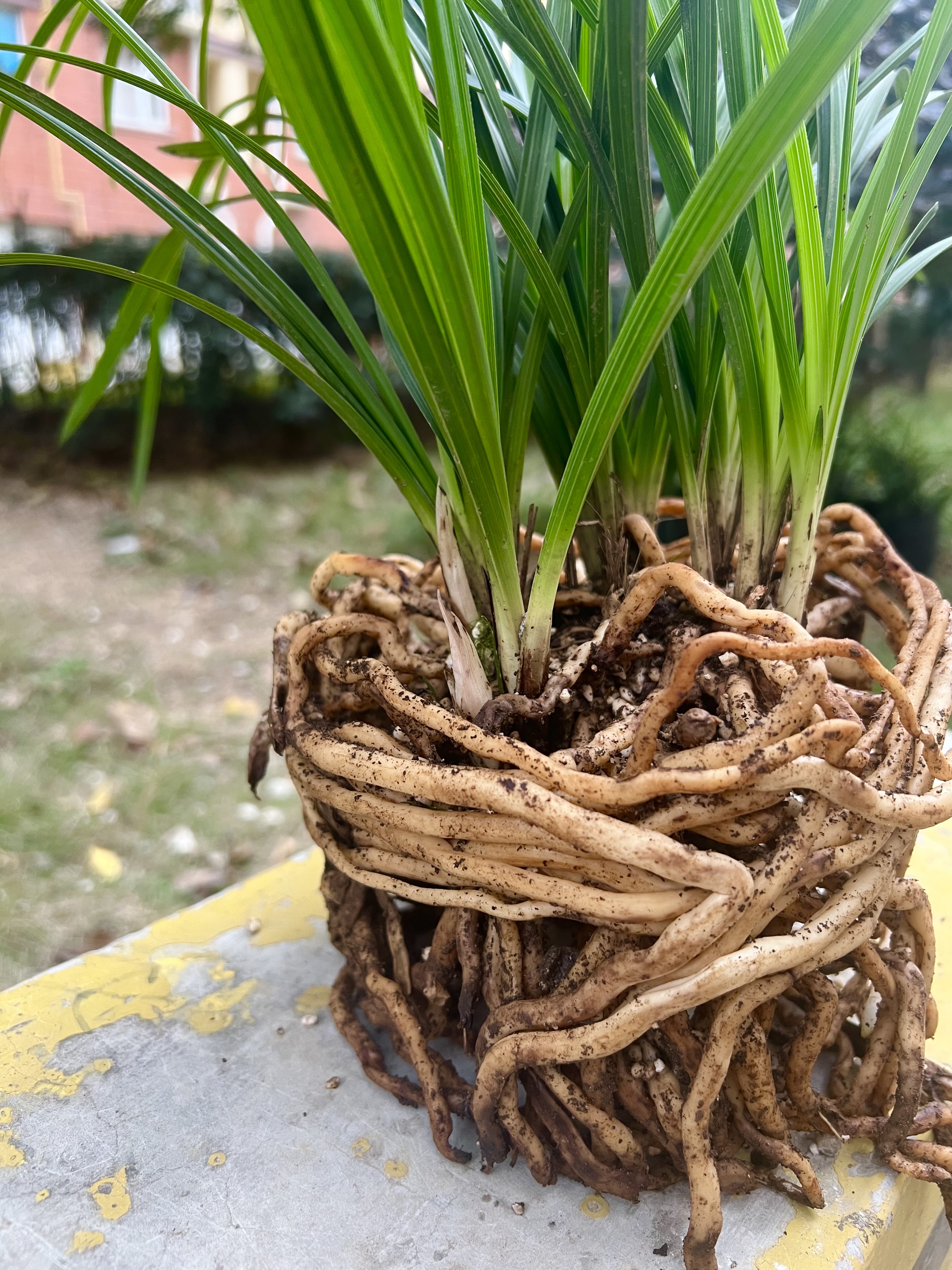 兰花的假鳞茎是发芽的关键部位,扭伤连接点可刺激快速发芽,但需注意不