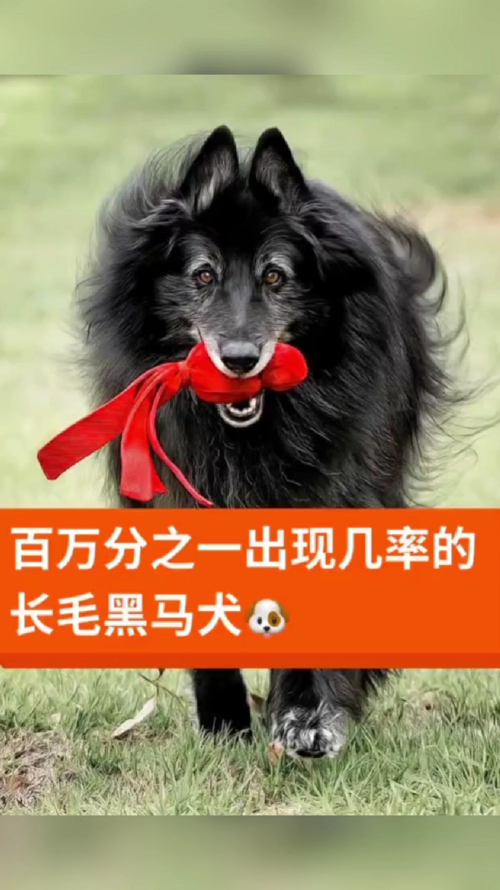 黑马犬图片 标准图片