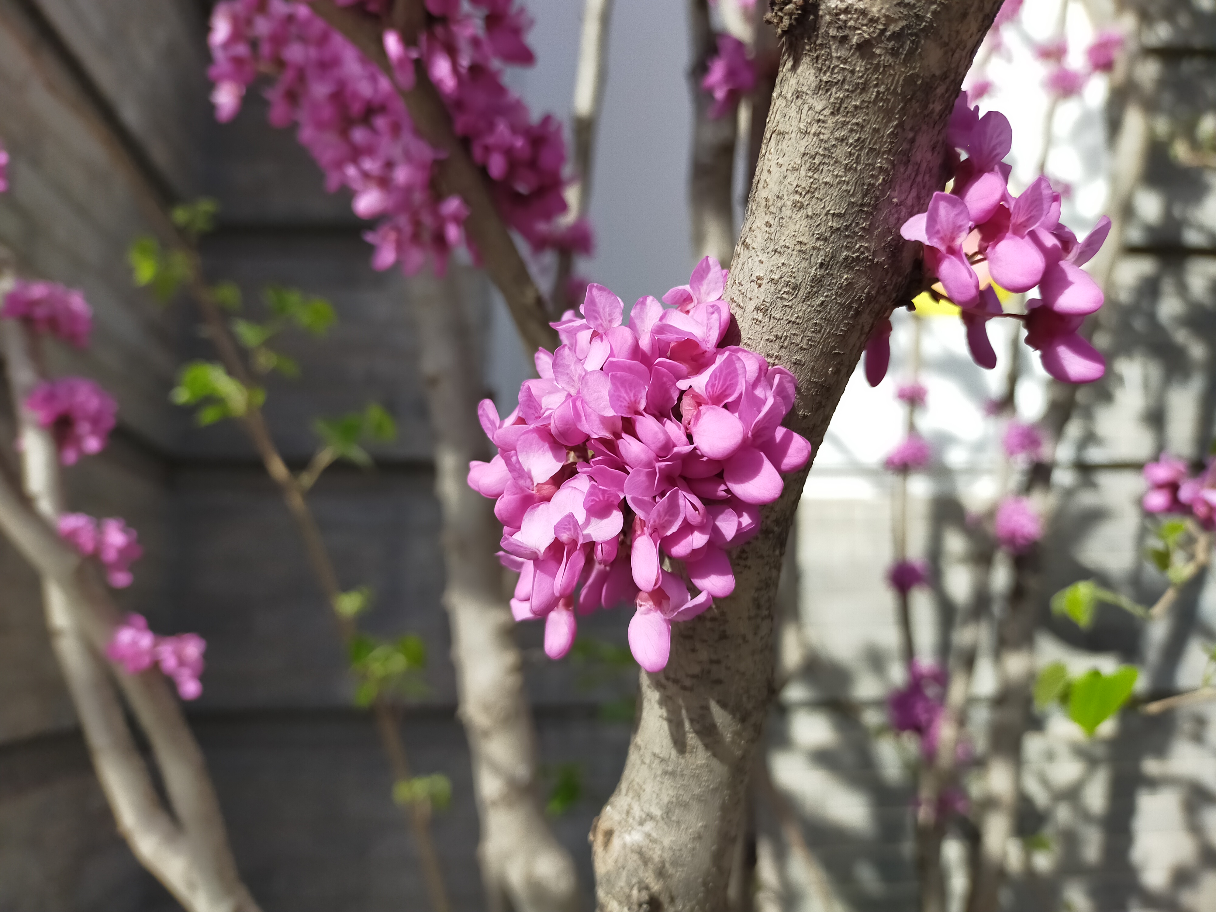 清华大学校花——紫荆花