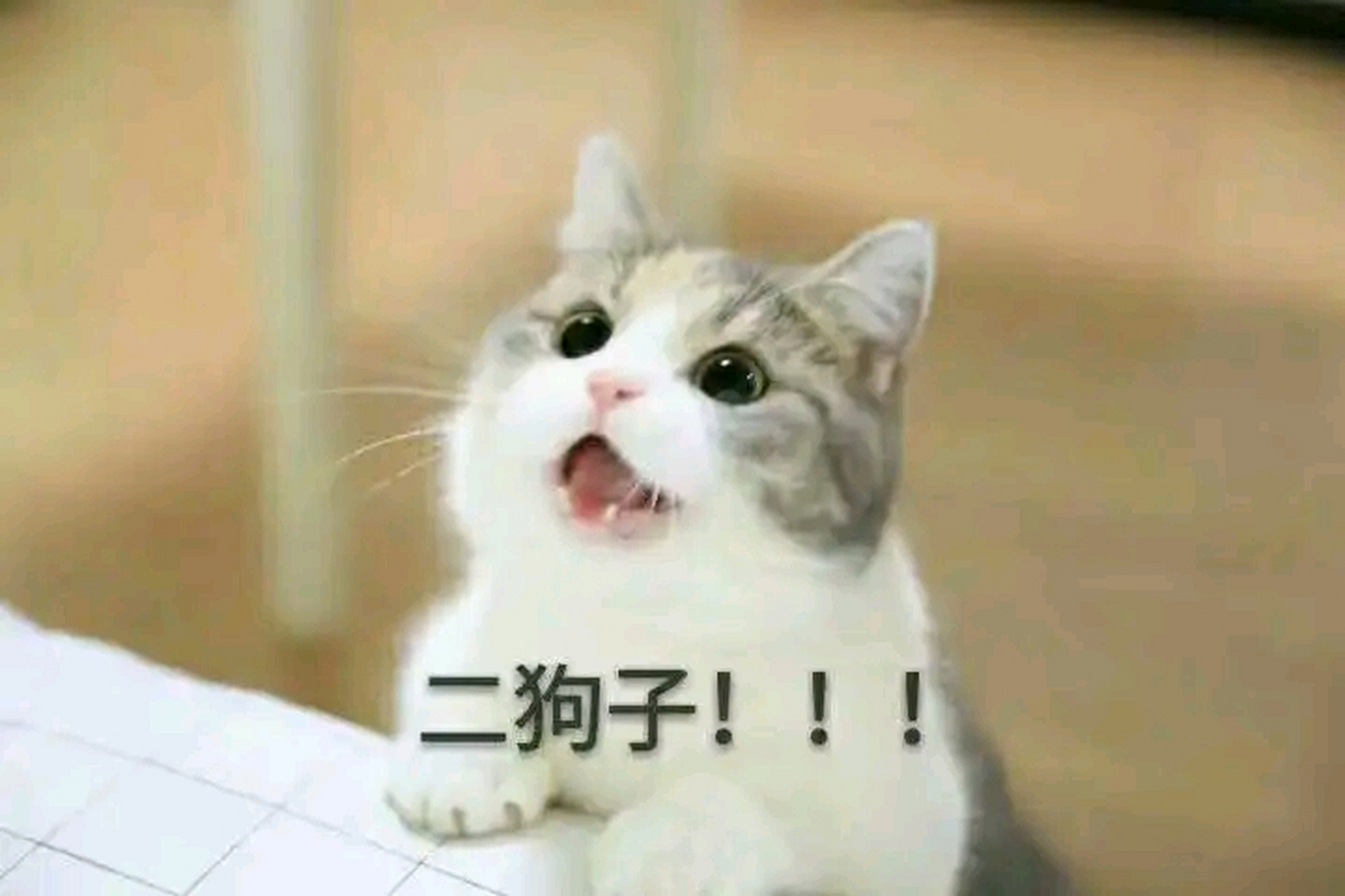 夫妻搞笑表情包聊天必备