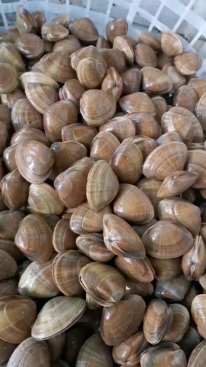 东戴河贝类海鲜