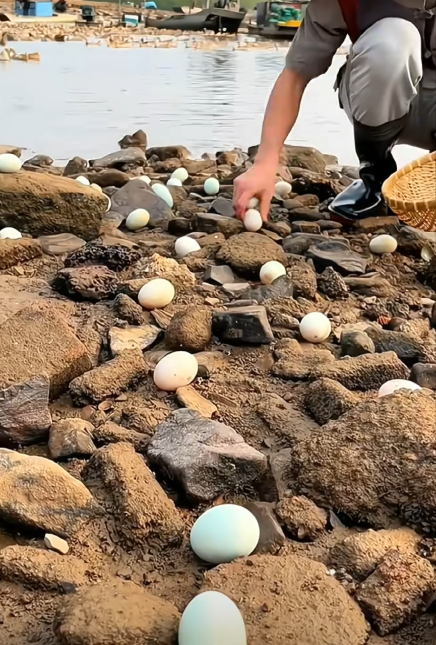 你捡过海鸭蛋吗?