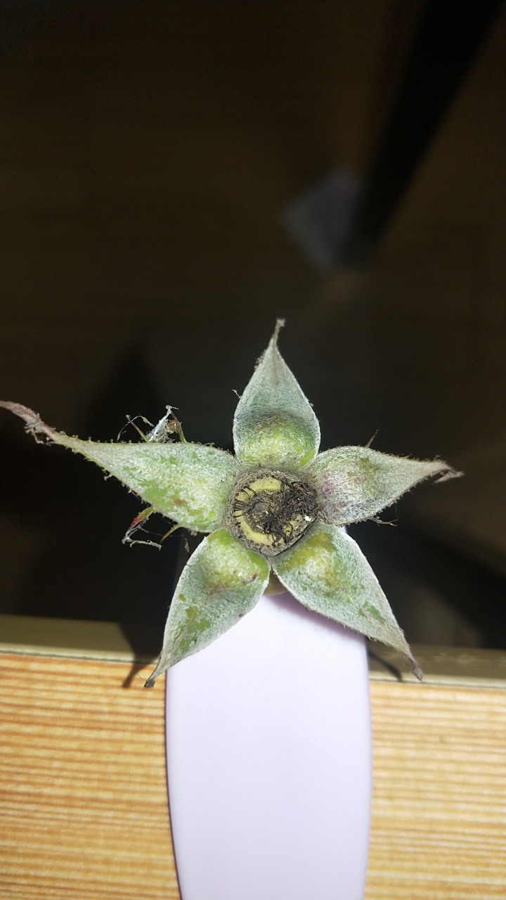 大家猜一猜这是什么