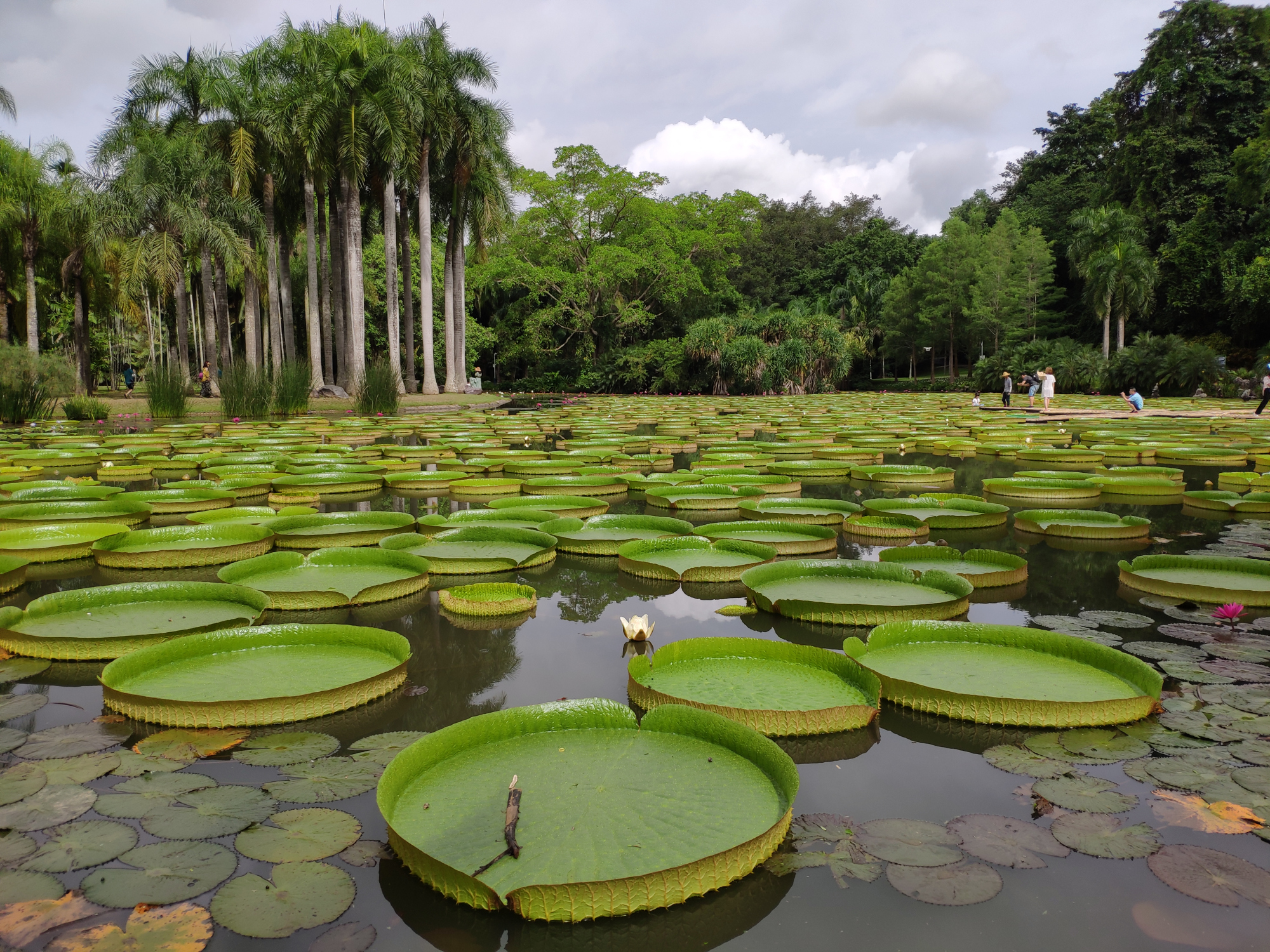 西双版纳植物园是这里唯一的5a景区,来版纳不看植物不如不来