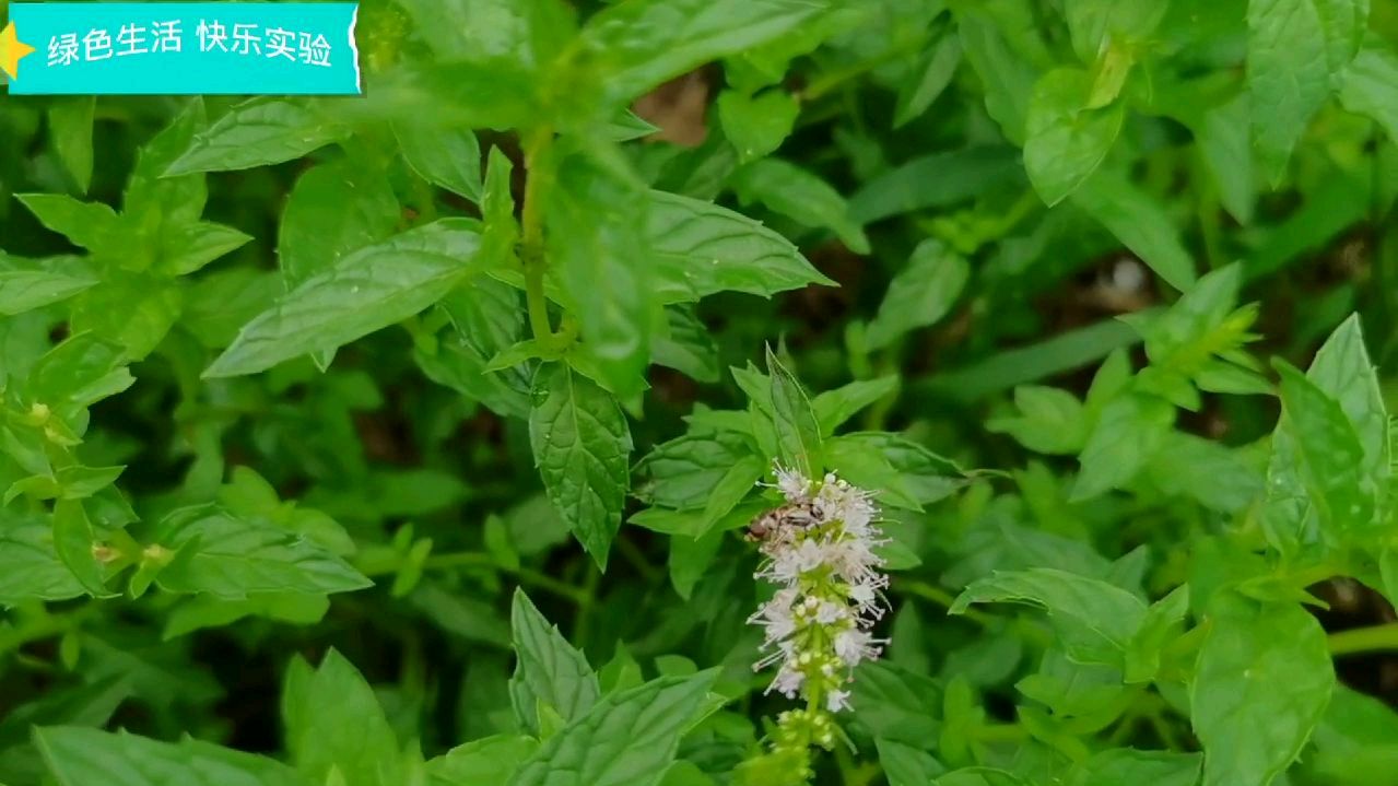 今天近距离拍摄十香菜,巧遇蜜蜂采蜜,这才是老王想要的植物