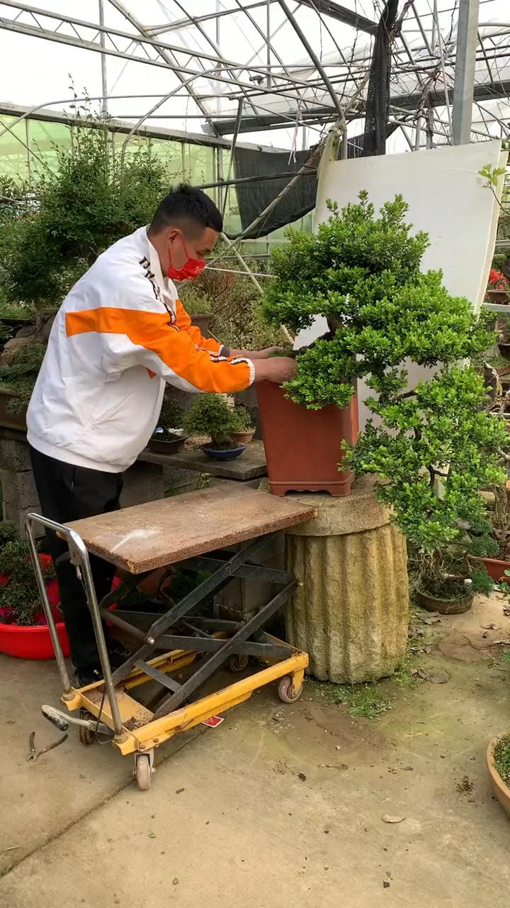 悬崖瓜子黄杨盆景喜欢的朋友关注一下吧