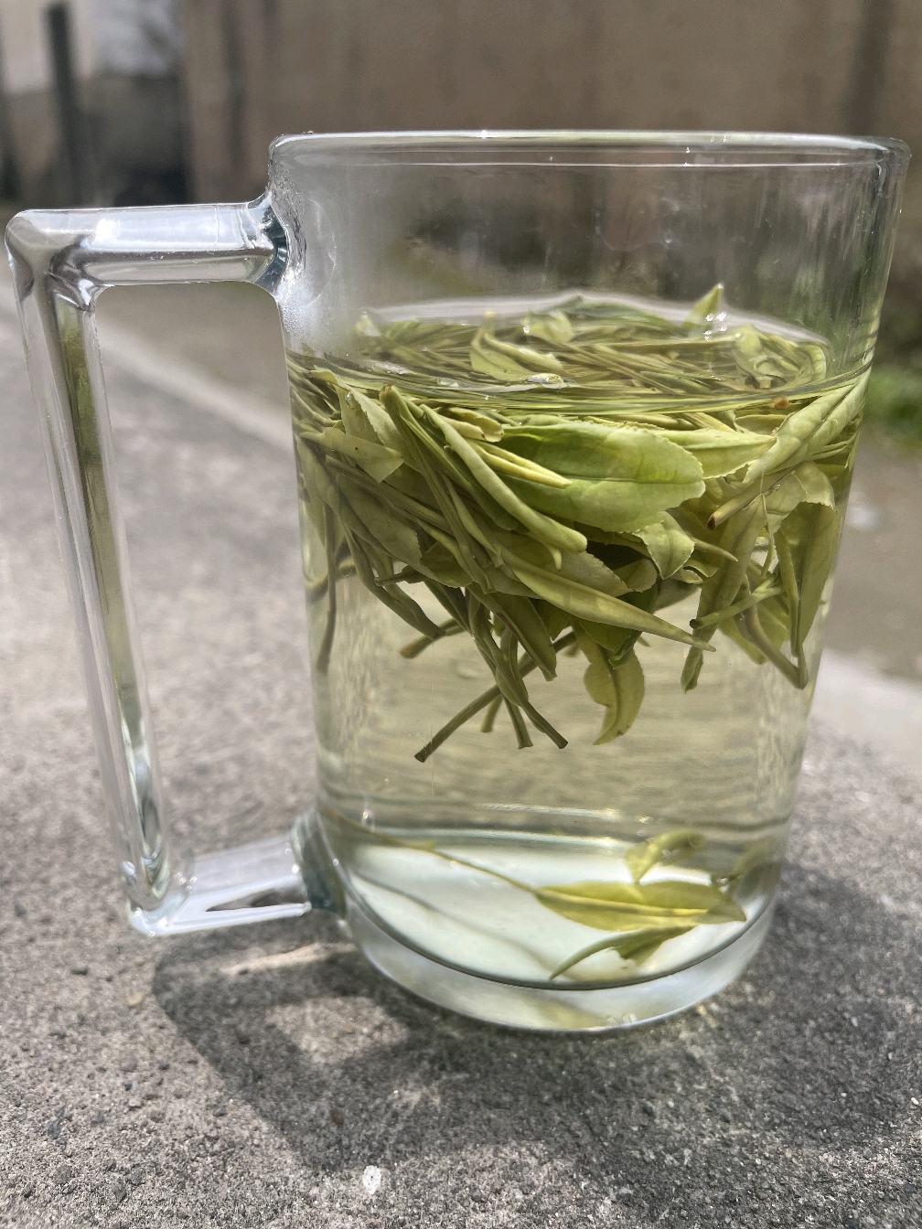 雨前口粮高山白茶