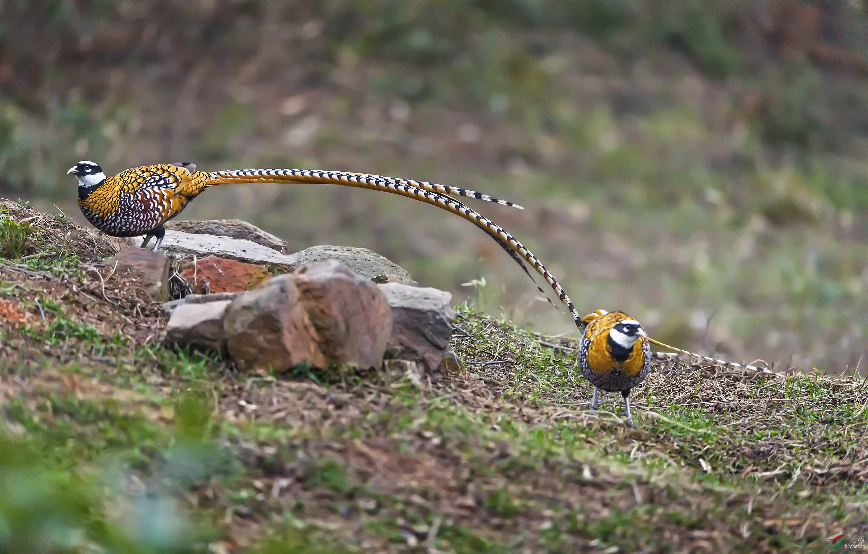 白颈长尾雉——中国特有鸟种,属国家一级保护野生动物