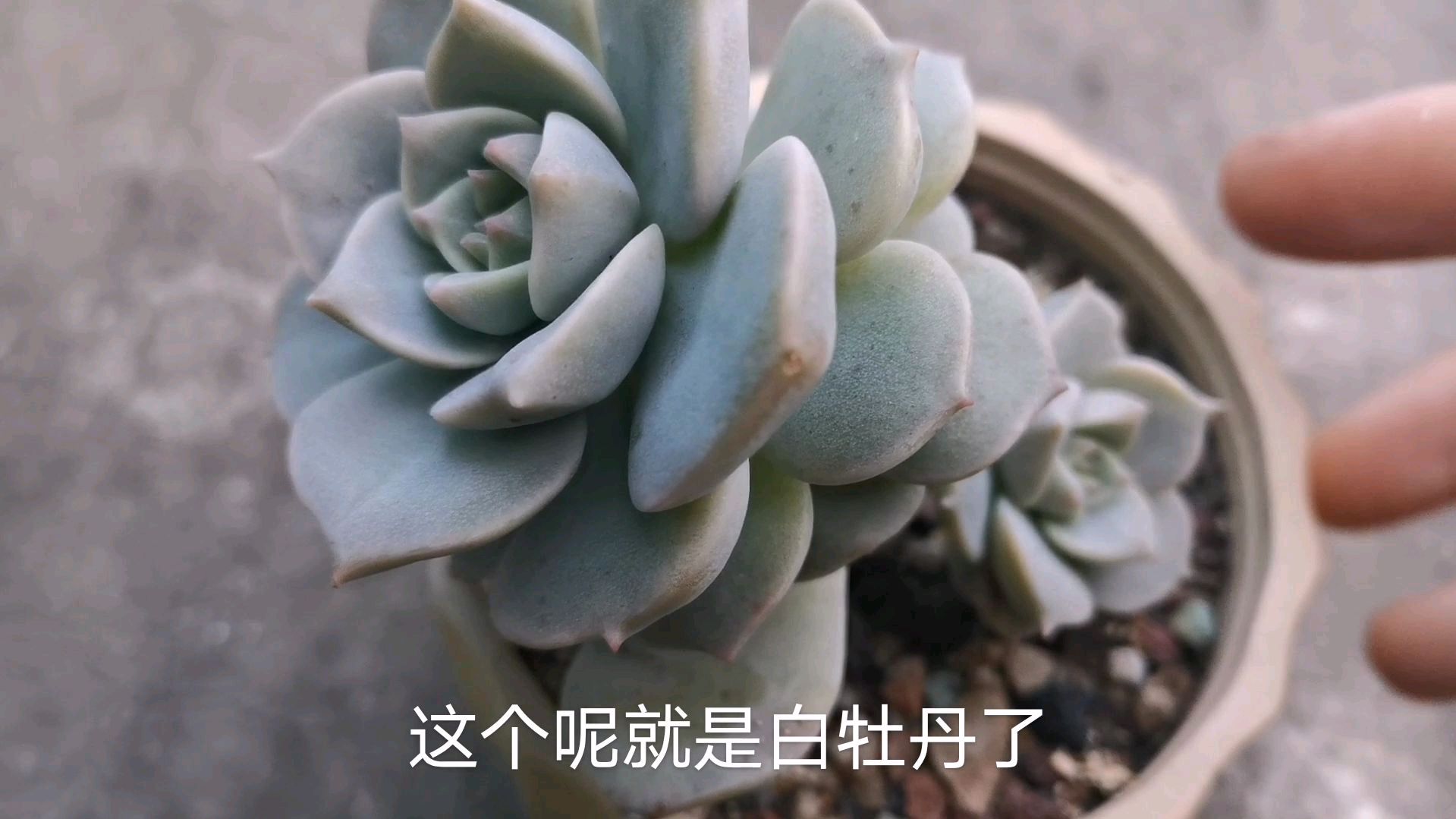 想让多肉抱多头,你知道怎么做吗?