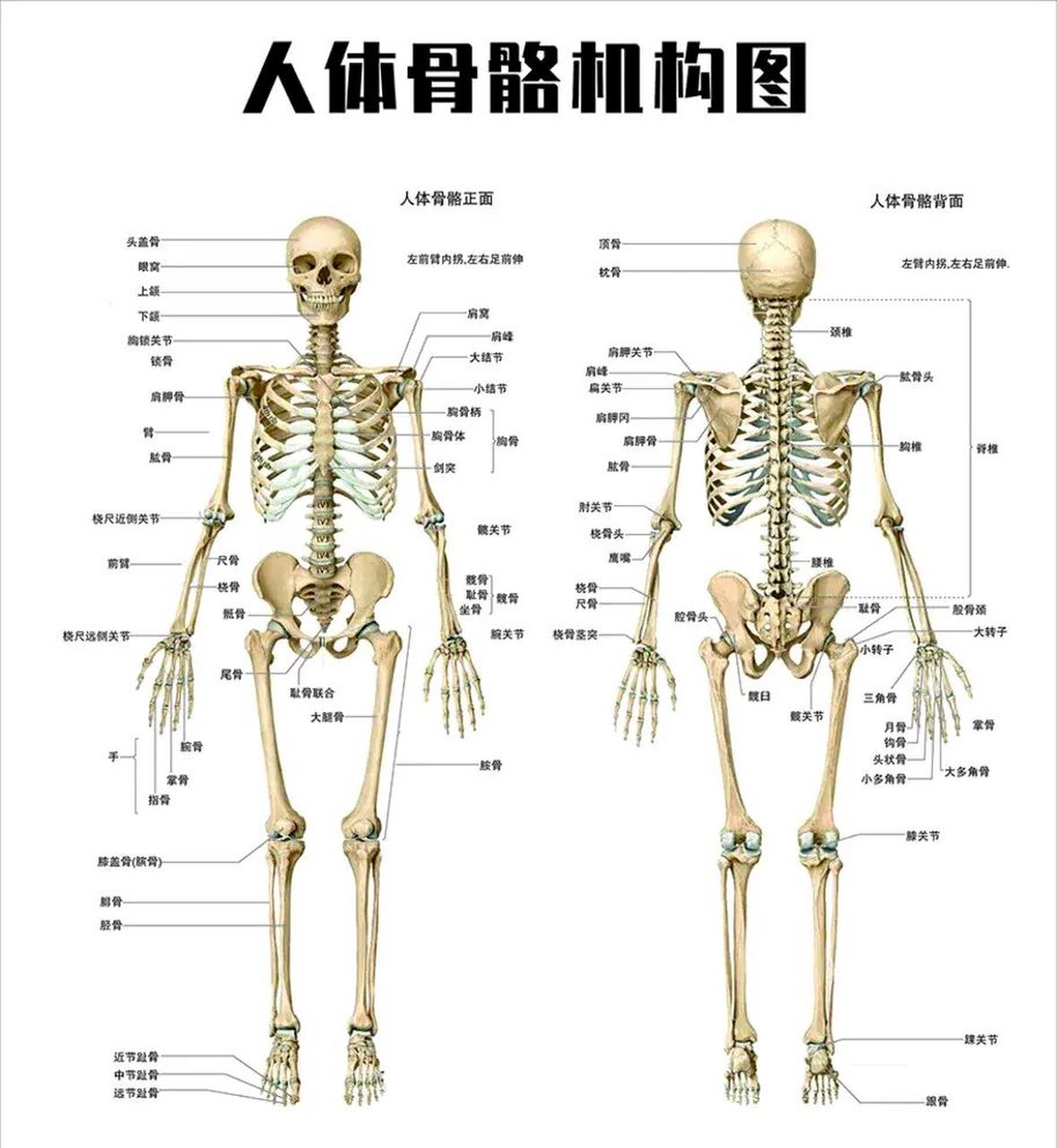 人骨图片全身名称图片