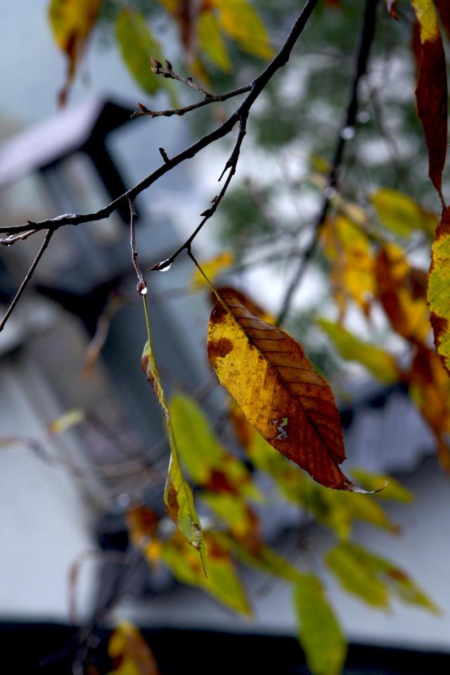 乡土记忆散文:秋雨