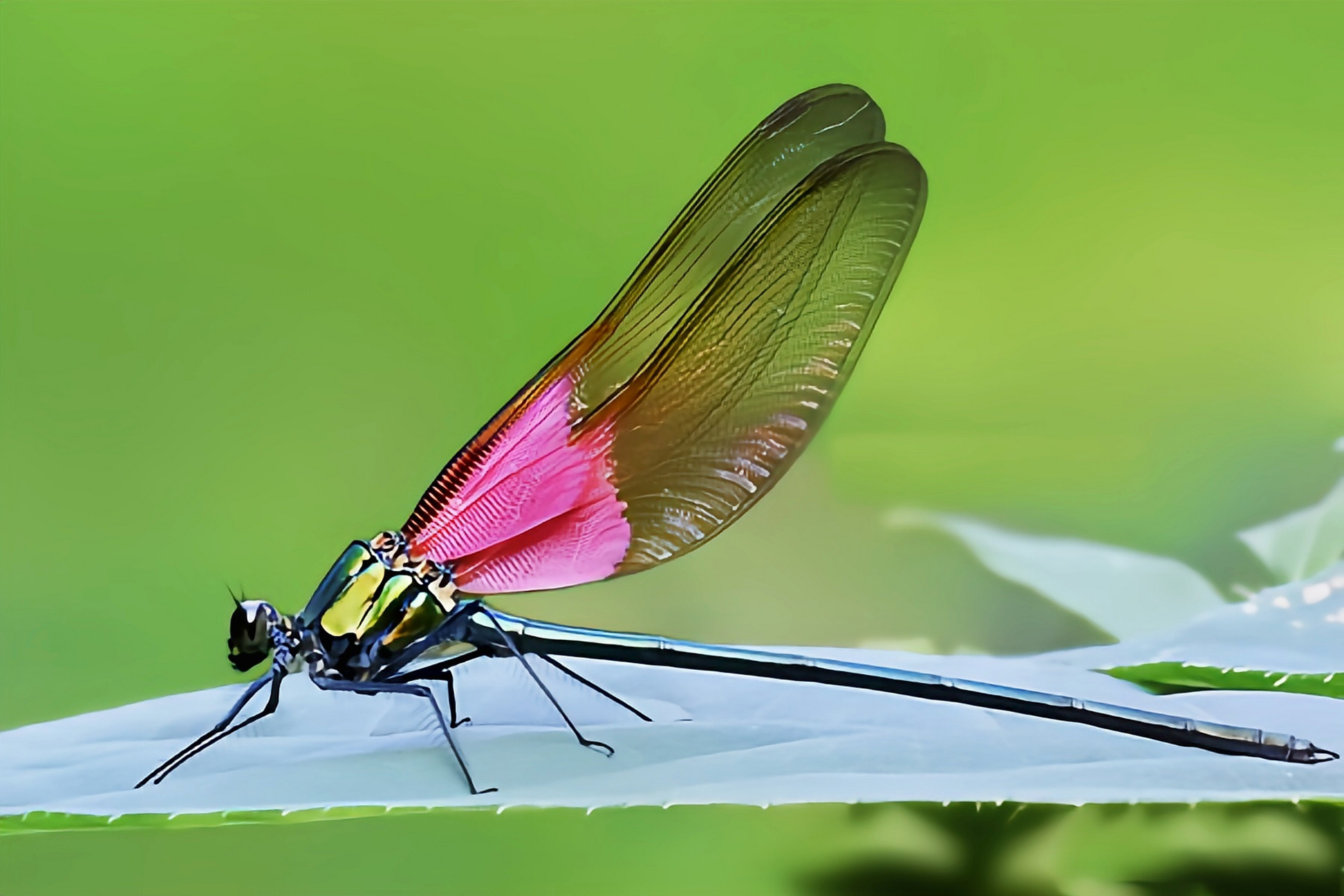 每天认识一种昆虫——赤基色蟌 赤基色蟌是蜻蜓目,色蟌科,赤基色蟌属