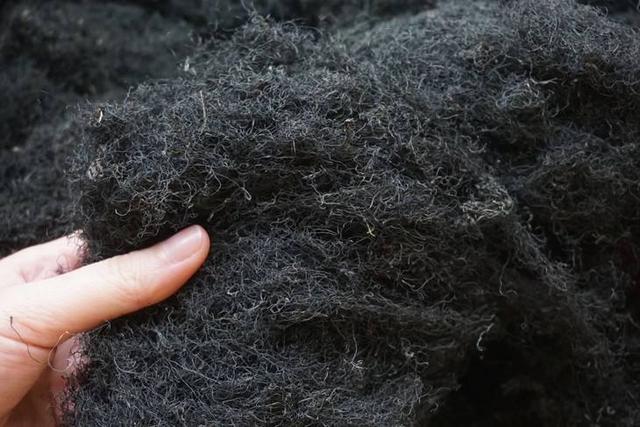 念珠藻科植物——发菜