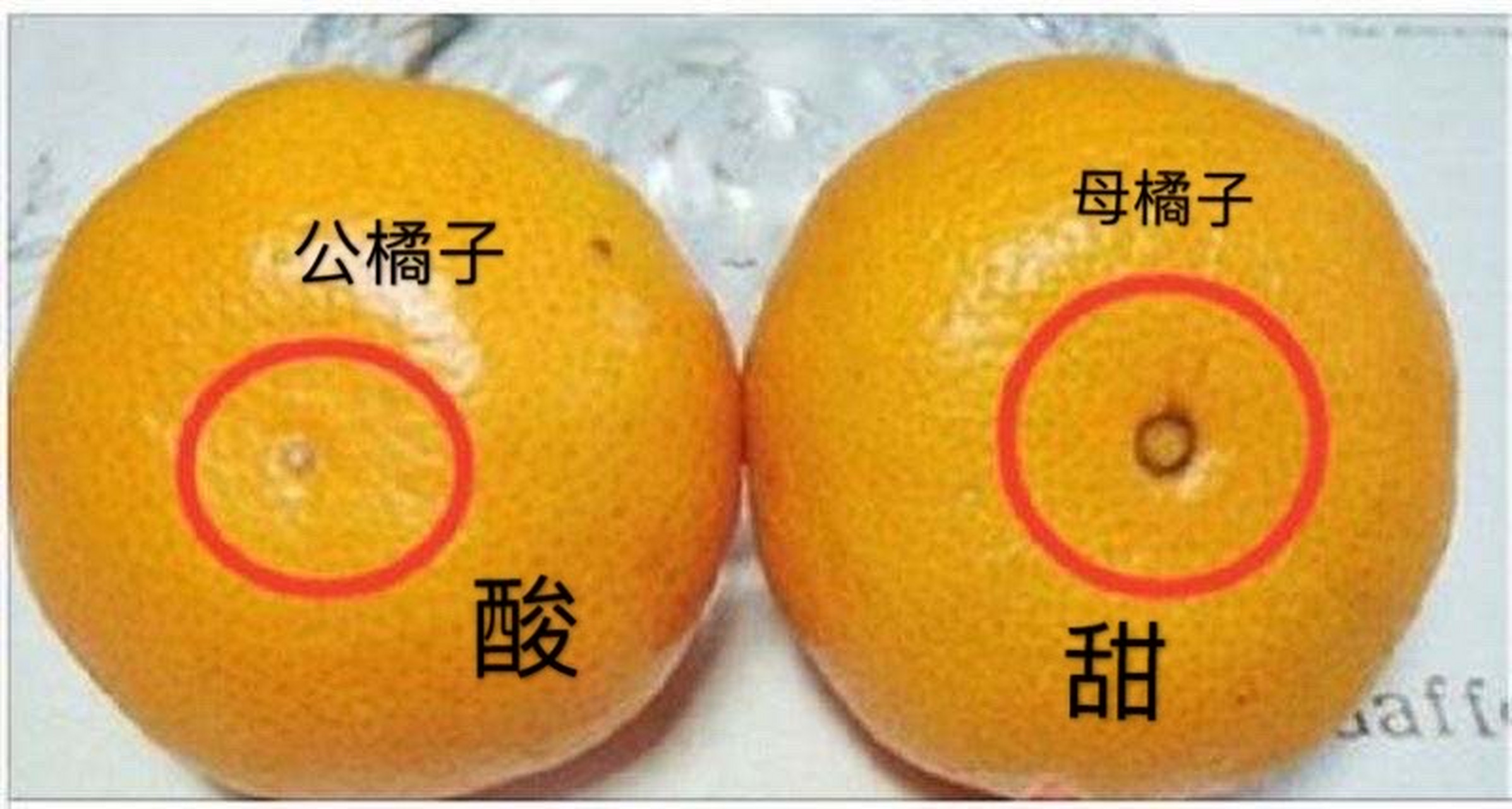 涨知识了~怎么挑选甜橘子?