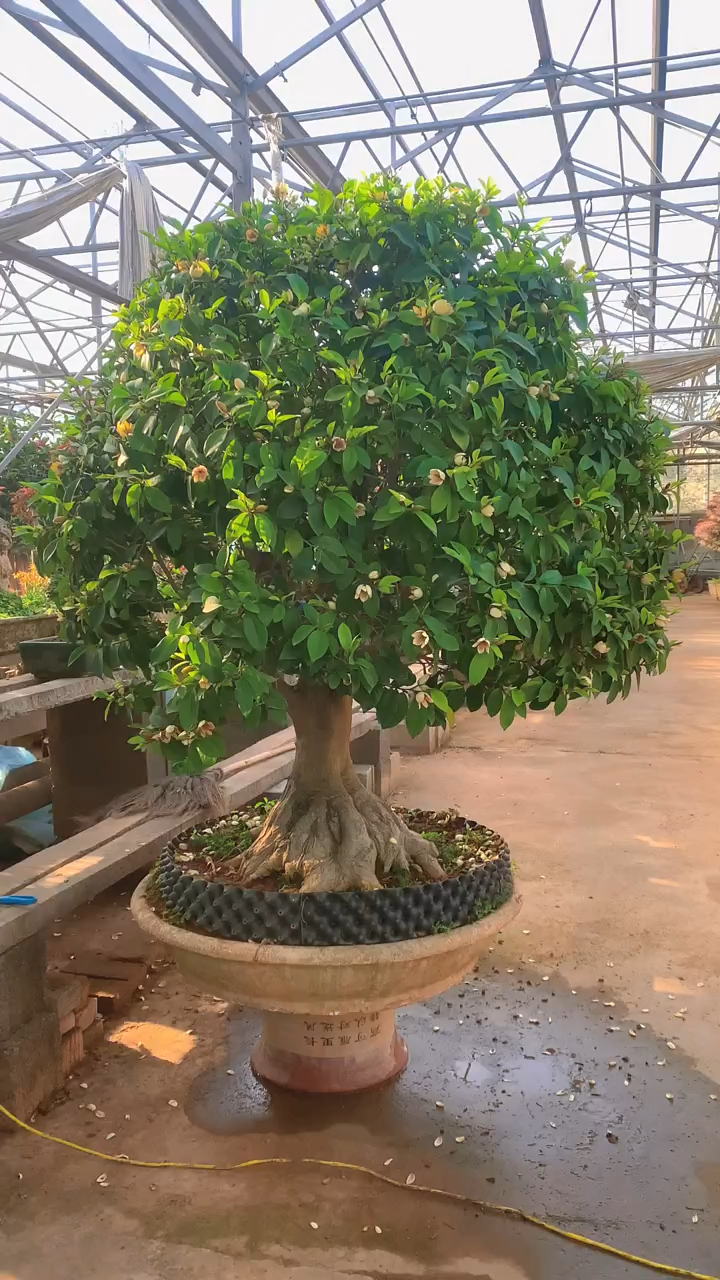 庭院含笑 开花芳香飘满园 .