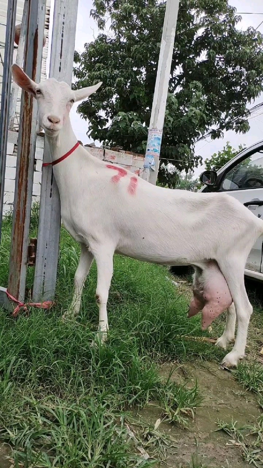 纯种萨能奶山羊