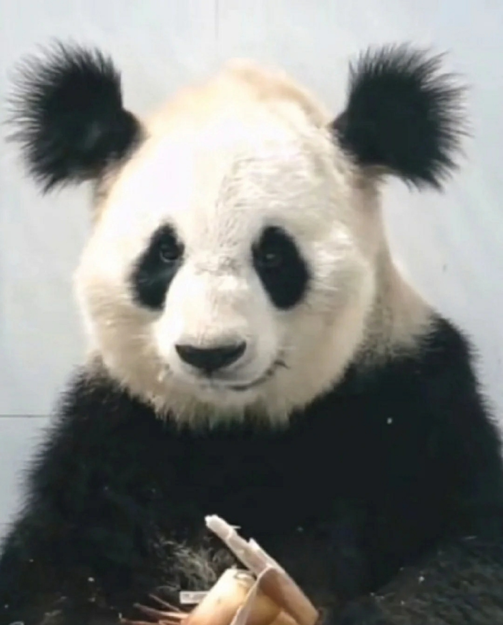 熊猫界唯一烫头的时尚明星小丫