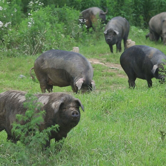 黑土猪和普通的猪区别?