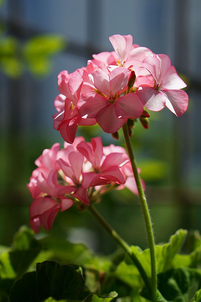 花色鲜艳的匈牙利国花,冬天养护好,做到四要点,花期能延长!