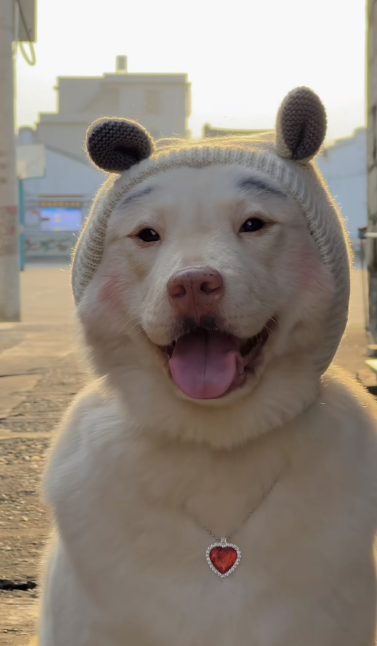 这狗长得,丑萌丑萌的.