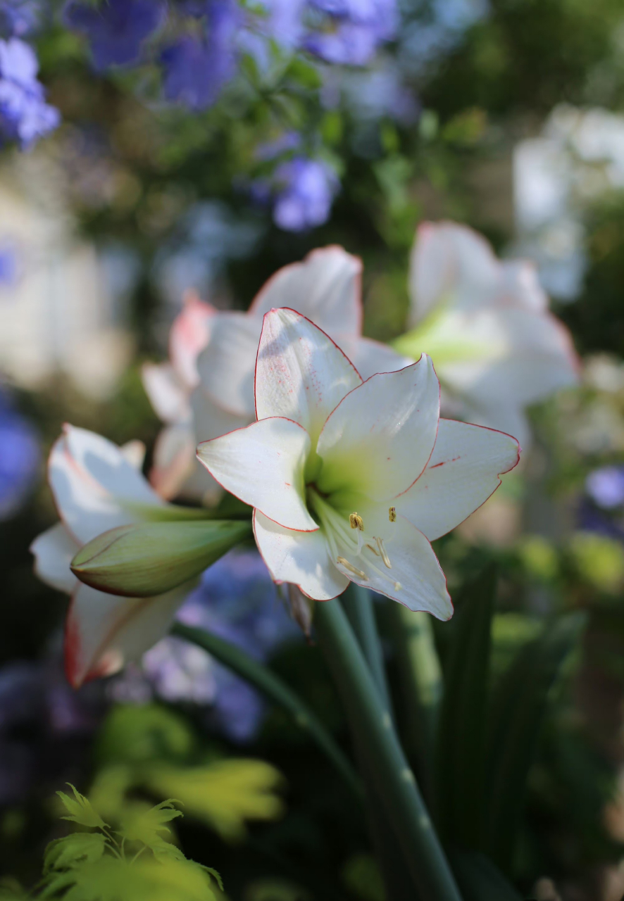 蓝雪花树下的朱顶红花边石竹 67