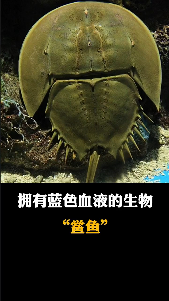 拥有蓝色血液的生物中华鲎