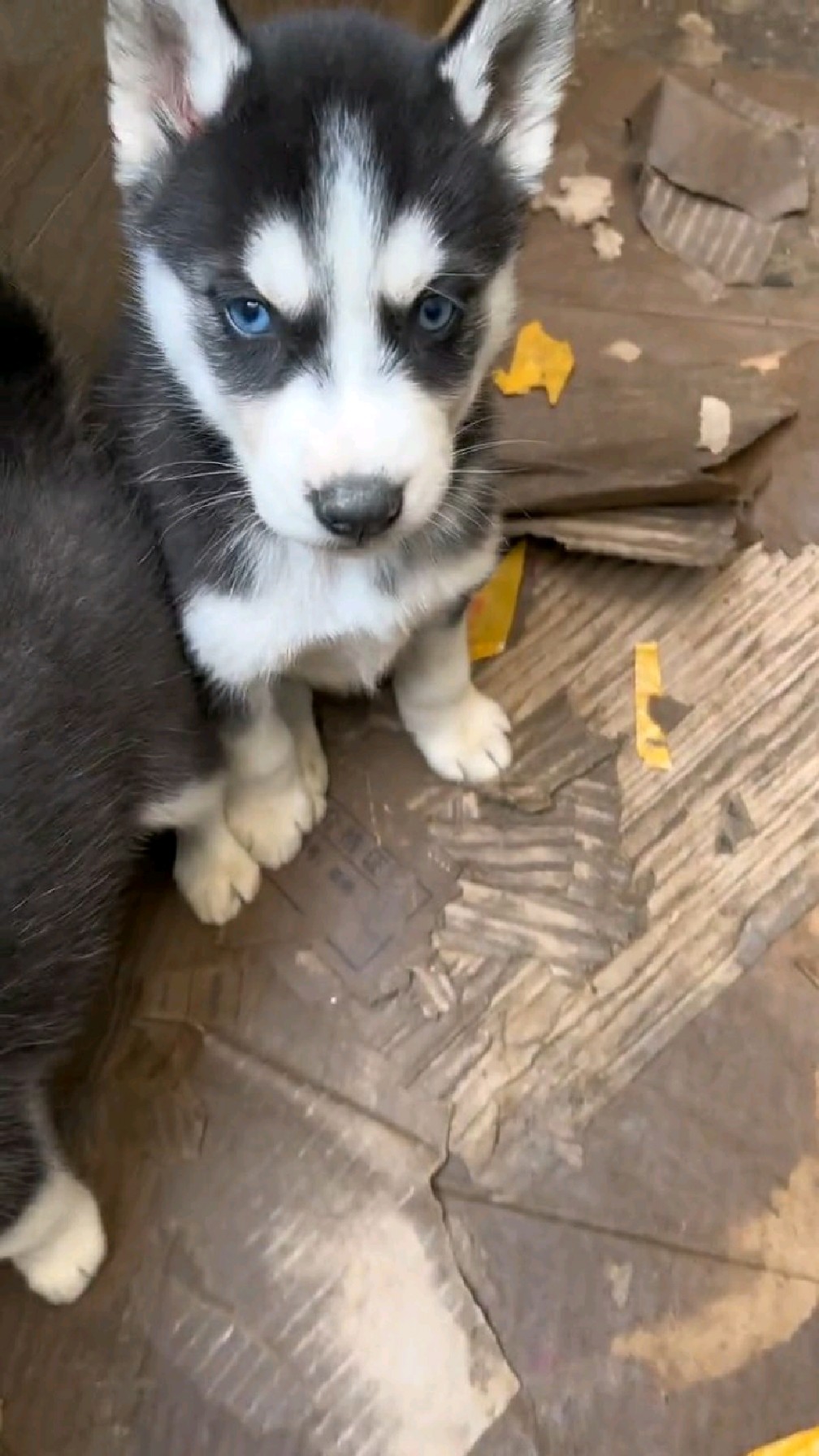 别看是只小二哈但已经学会翻白眼骂人了