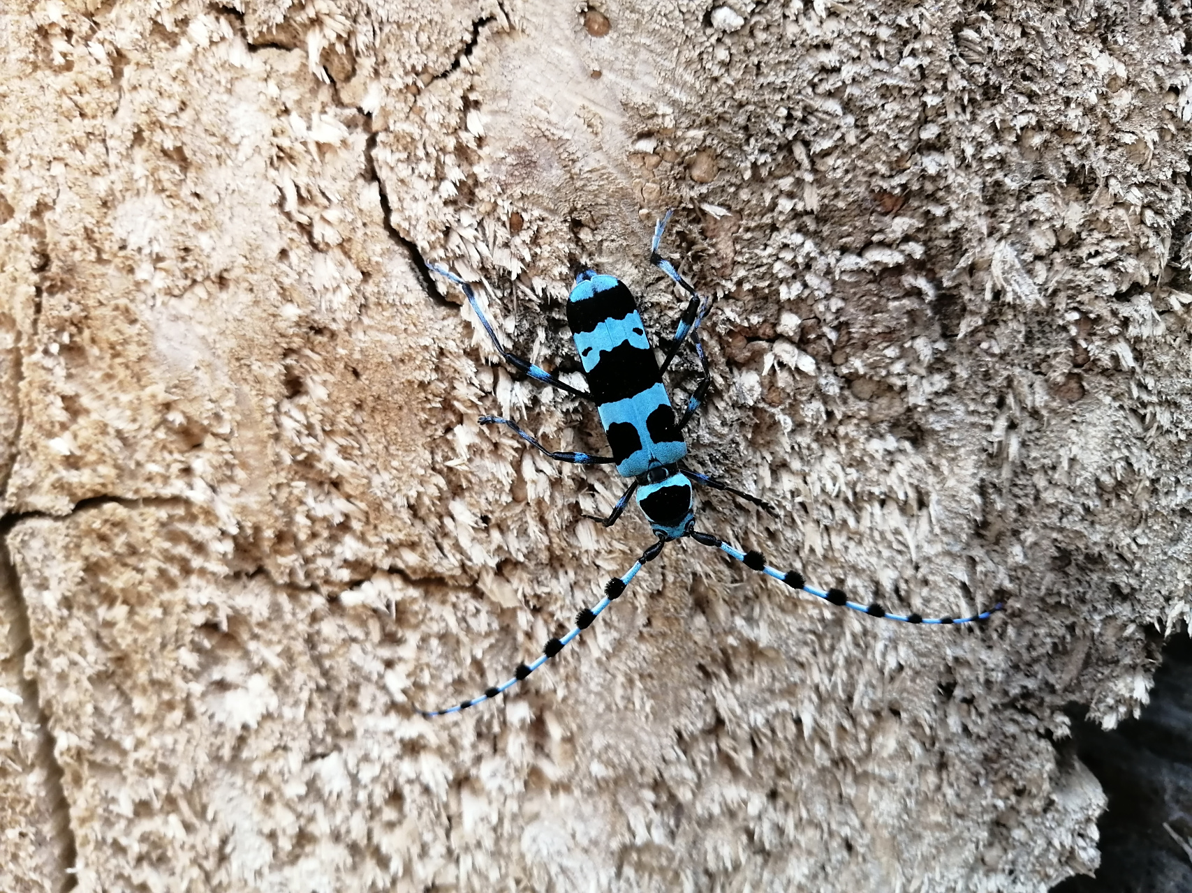 回来科普了一下,才知叫木棉丛角天牛.这只天牛是在木材中觅食.