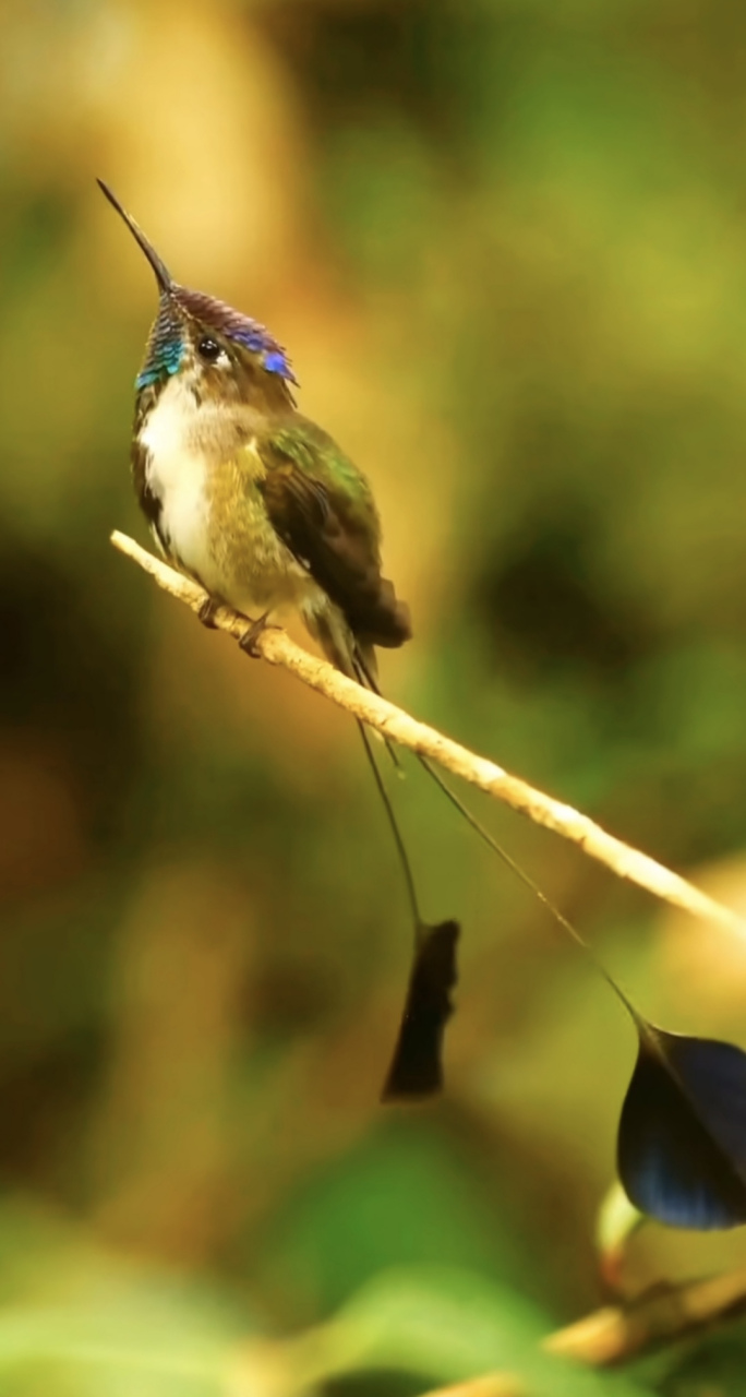 叉扇尾蜂鸟,体型娇小,尾部像两把蒲扇,颜色渐变,是世界上漂亮的蜂鸟之