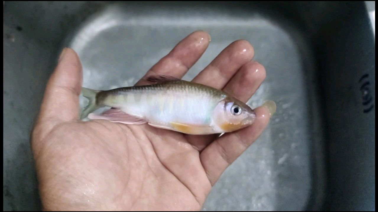 这是什么鱼呢?为什么很多人都叫它马口,它跟马口区别很大的啊