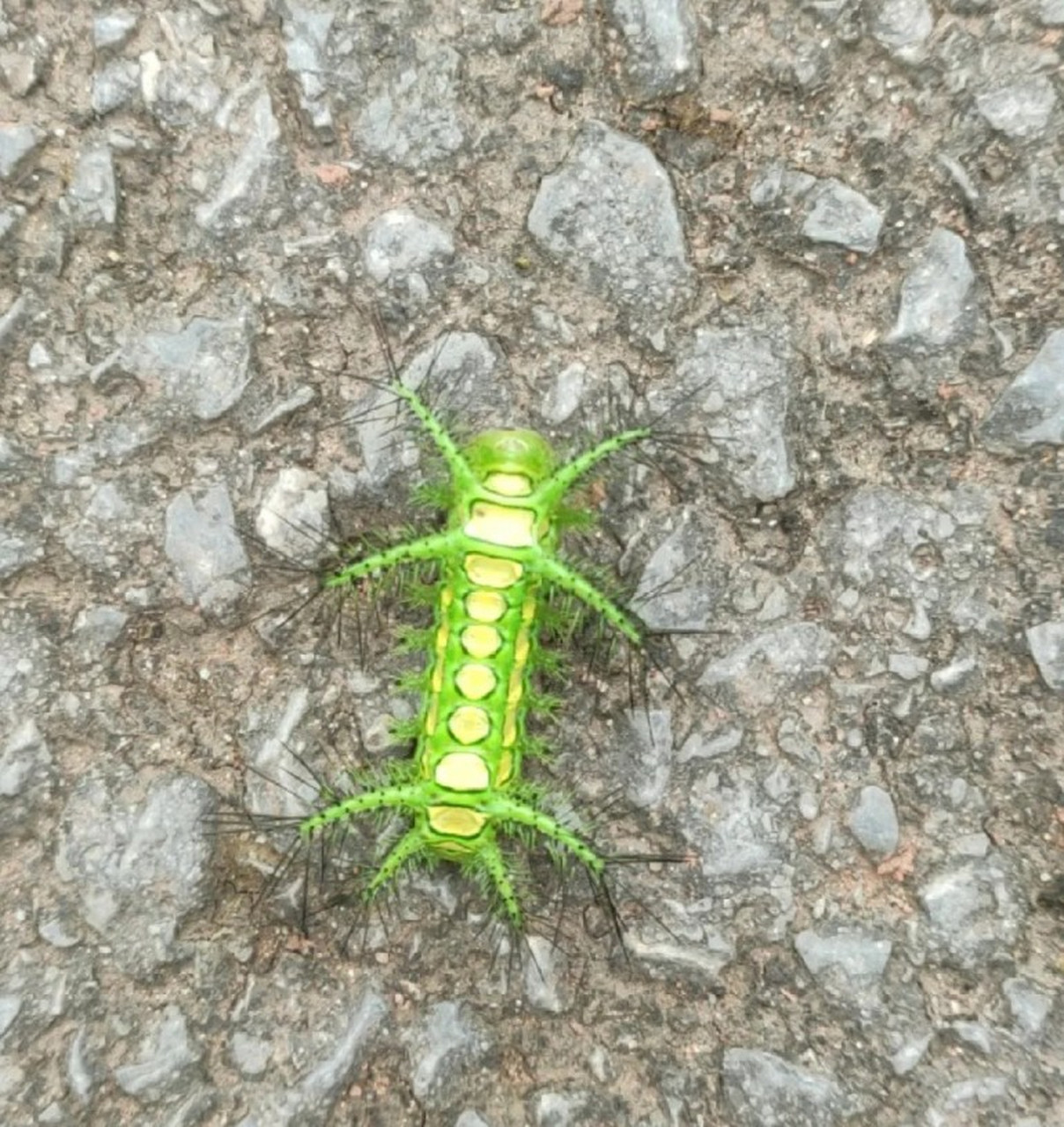这叫棺材钉,摸一摸三百多
