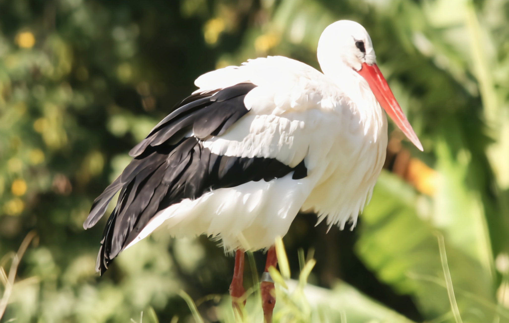 数量稀少,我国一级保护动物.