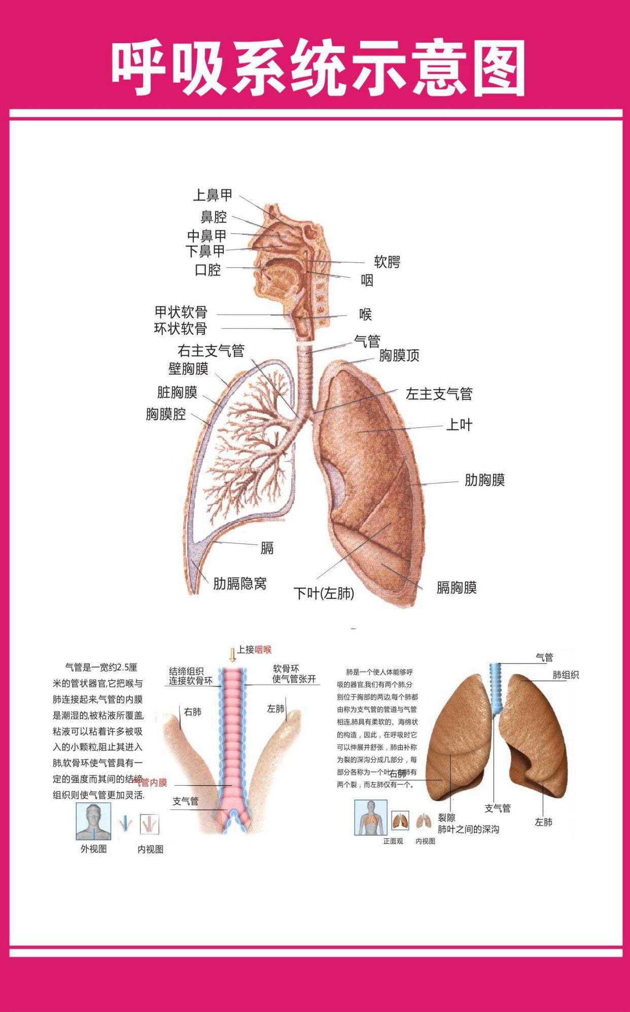 人体十一大系统图片