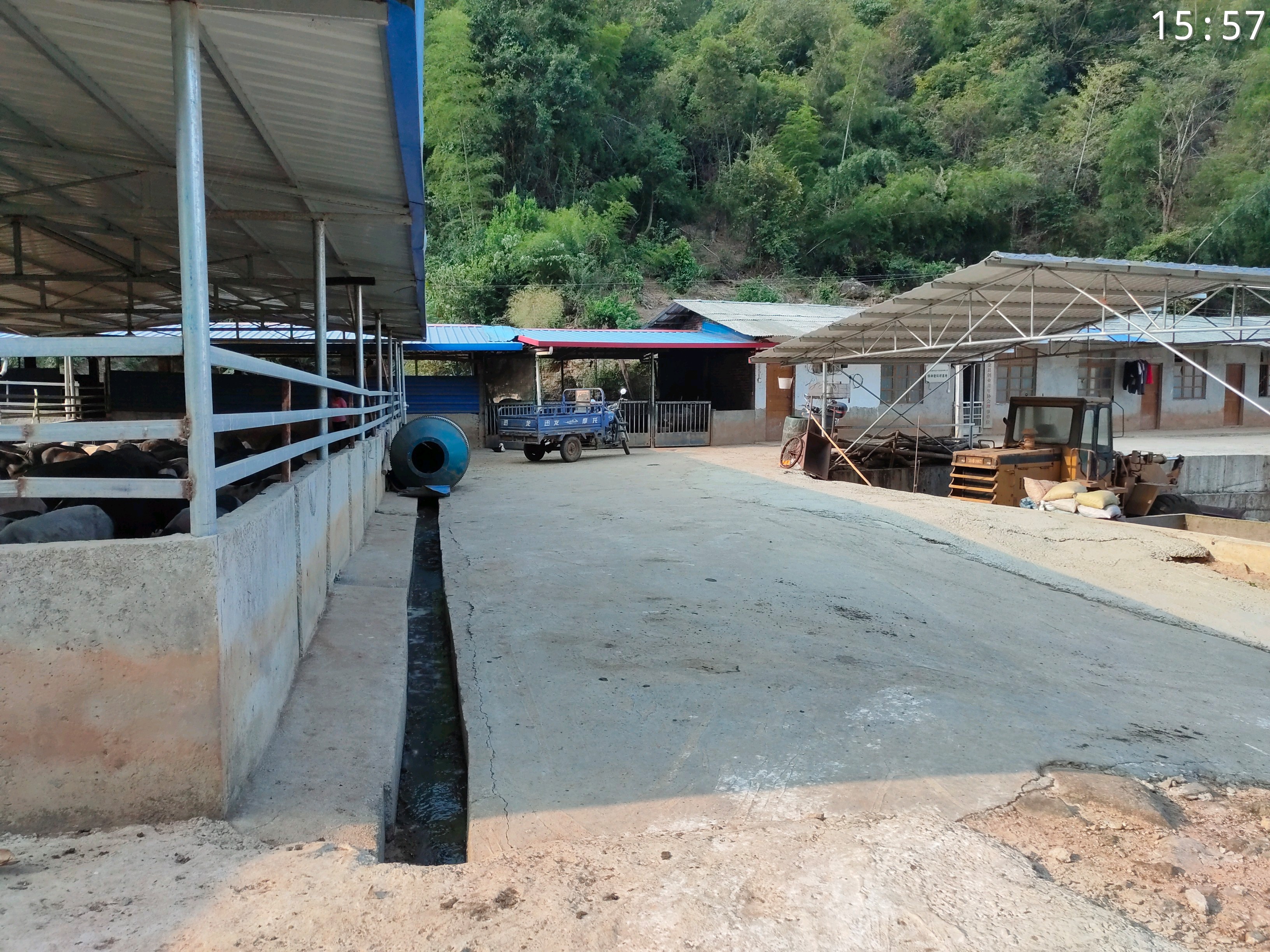 河源龙川县上坪镇野猪嶂山脚下的养猪场,杂交的黑猪有点像野猪!