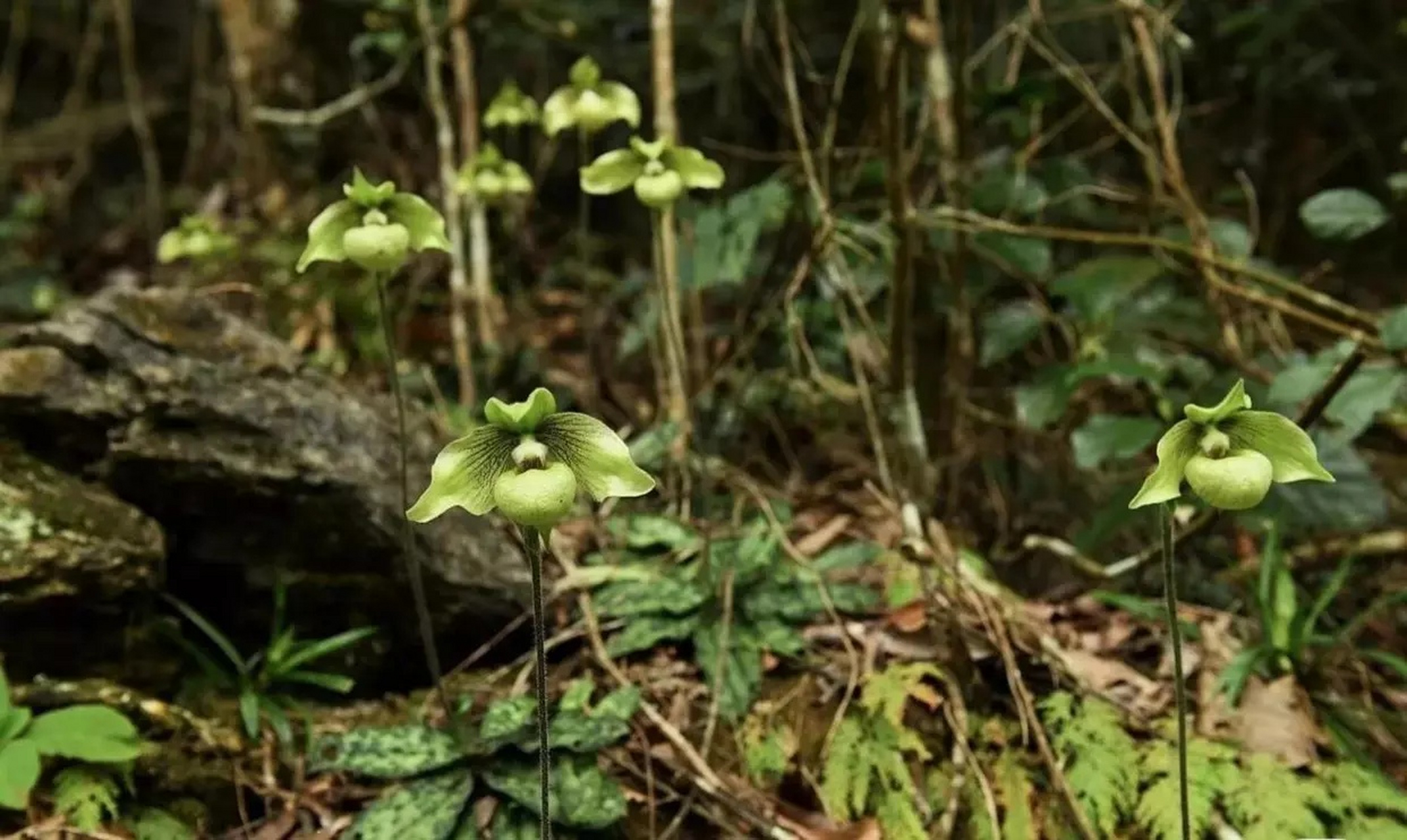 这个兰花叫牢底坐穿兰,看到请绕道[微笑]
