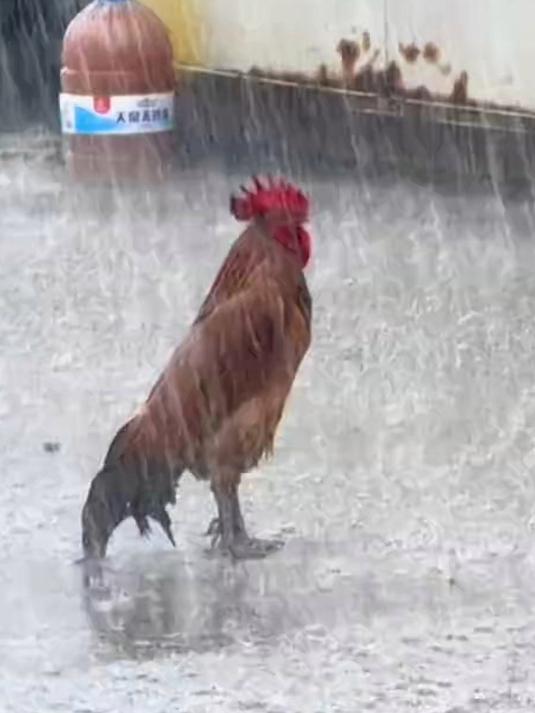 一只在大雨中淋雨的公鸡,或许它也有自己的烦恼吧