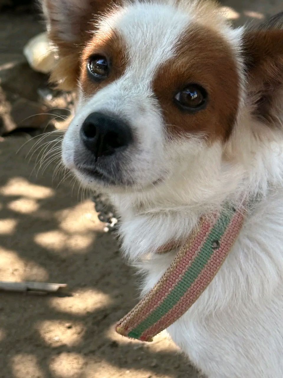 我觉得应该就是一只普通的小土狗吧?