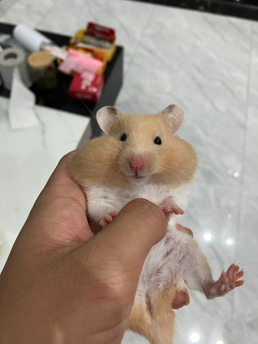 我的金丝熊  我养过一只可爱的金丝熊.