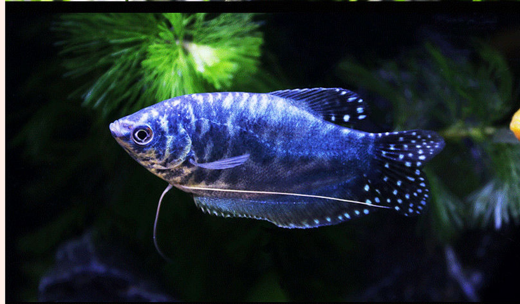 曼龙鱼,属丝足鲈科,毛足鲈属小型热带观赏鱼.