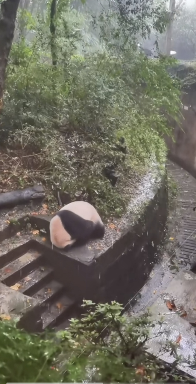 熊猫界顾头不顾腚的躲雨方式,是谁教的呀,怎么都